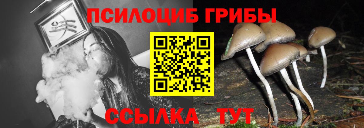 Псилоцибиновые грибы Cubensis Фролово